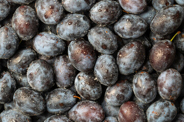 A lot of fresh blue plums fruit with water drops. Close up, top view