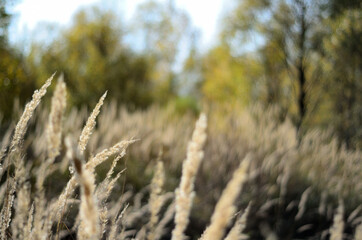 Fototapeta premium meadow grass near the Tsna river in Tambov
