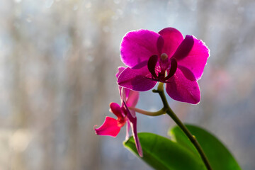 Fototapeta na wymiar Vivid orchid flowers at windowsill in daytime light. Tropical flowers as decor for office or home. Concept of cozy home.