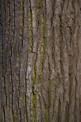 Obraz premium Vertical close-up of old brown dry tree bark. Wood pattern. Natural Background/Textures