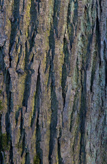 Vertical close-up of old brown dry tree bark. Wood pattern. Natural Background/Textures