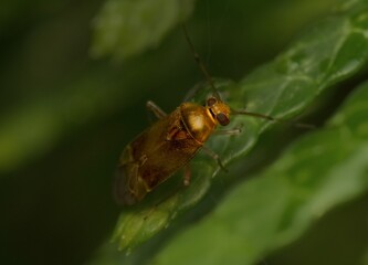golden beetle Orthotylus