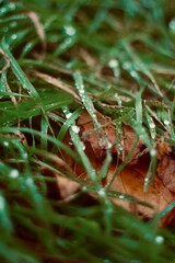 water dops on green grass and autumn leaves