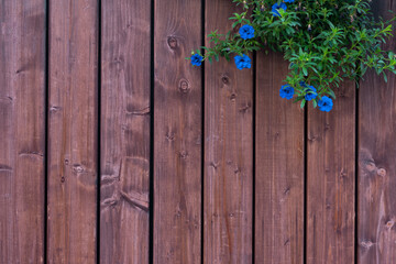 Background made of dark old-fashioned wood with small blue flowers and leaves. Unpainted blank background with vertical stripes with copy space.