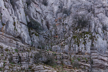 Fototapeta na wymiar IBERIAN IBEX - CABRA MONTES o IBICE IBERICO (Capra pyrenaica), Torcal de Antequera Nature Reserve, Málaga, Andalusia, Spain, Europe