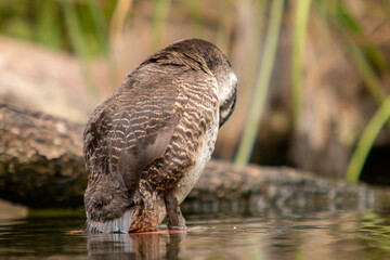Ente