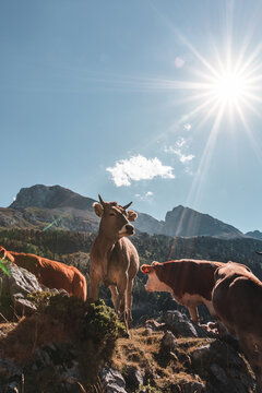 Pastoreo en las monta&ntilde;as del pirineo (Valle de Benasque)