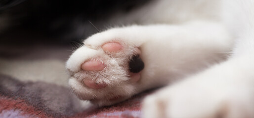 Cat white paw close up with black mother's mark