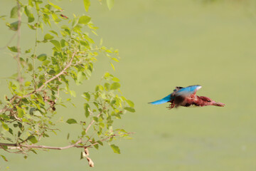 Flying shot of white breasted kingfisher of Halcyon smyrnensis