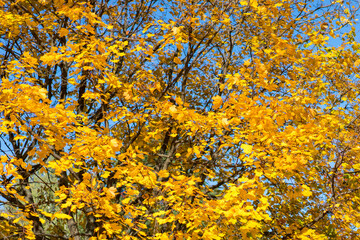 Collection of Beautiful Colorful Autumn Leaves, green, yellow, orange, red. Autumn yellow leaves background in sunny day Seamless tree bark background. Brown tileable texture of the old tree. toned