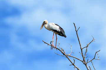 Asian openbill on the dead tree with blue sky