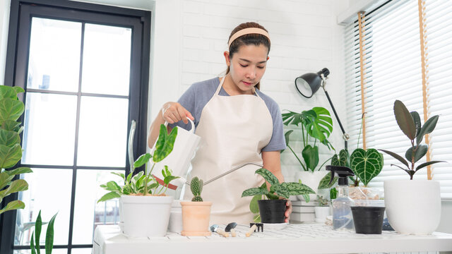 Attractive Young Asian Woman Taking Care Water The Household Plants Pots Near Window, Gardening At Home Concept