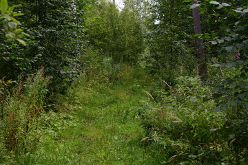 green forest in the morning