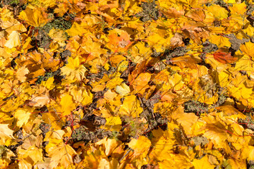 Background of colorful autumn leaves on forest floor Seamless tree bark background. Brown tileable texture of the old tree. Squirrel runs through the forest macro. toned