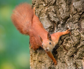 Red squirrel on a tree. Selective focus close-up