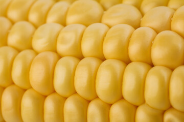 Ripe raw corn cob as background, closeup