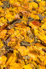 Background of colorful autumn leaves on forest floor Seamless tree bark background. Brown tileable texture of the old tree. Squirrel runs through the forest macro. toned