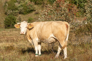 Domestic cow with chained legs standing on the meadow.