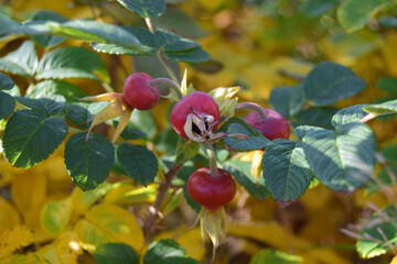 postcard autumn concept place for text. red rose hips on a blurred background of green grass. high quality