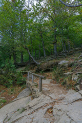 Path in the middle of the forest with a wooden railing
