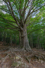 View of a very large centenary tree with the roots in sight
