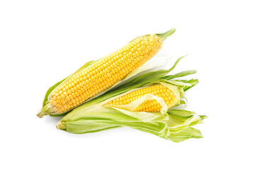 Ripe raw corn cobs with husk on white background