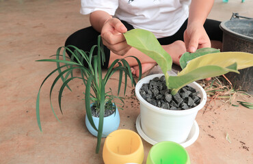 woman hands planting the flowers in the pot at home.