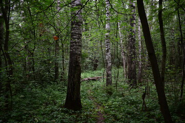 footpath in the woods