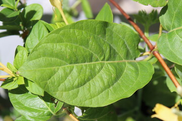 green leaf big leaf green leaf Lonicera caprifolium
