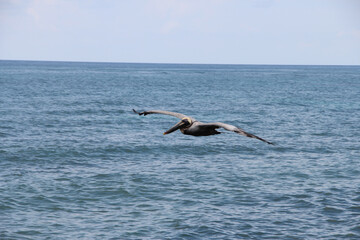Fototapeta na wymiar Flying pelican over the sea