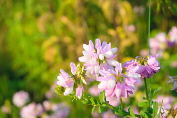 Beautiful wild flower Purple Crown Vetch under the sunlight, scientific name Coronilla varia
