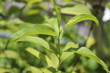 peach tree leaf tree leaf green peach leaf branch peach tree branch green leaf