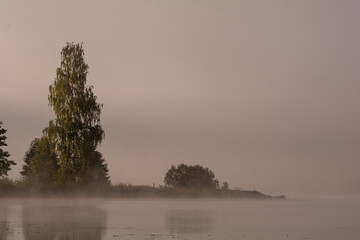 Trees by a beach in fog