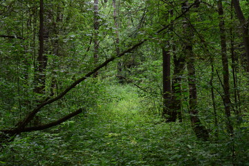 footpath in the forest
