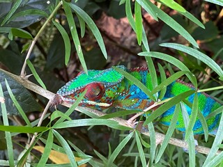 Panther chameleon (Furcifer pardalis), Das Pantherchamäleon (Pantherchamaeleon), el camaleón pantera, il camaleonte del Madagascar or Camaleonte pantera - Zürich Zoo (Zuerich or Zurich), Switzerland © Mario