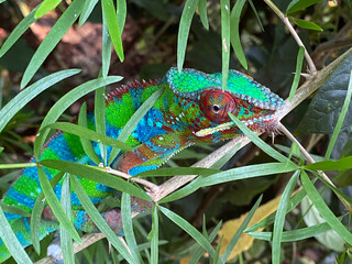 Panther chameleon (Furcifer pardalis), Das Pantherchamäleon (Pantherchamaeleon), el camaleón pantera, il camaleonte del Madagascar or Camaleonte pantera - Zürich Zoo (Zuerich or Zurich), Switzerland © Mario