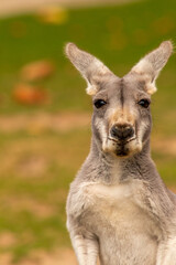 Kangaroo-Portrait 