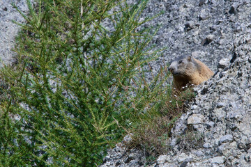 Murmeltiere im Herbst in den Alpen