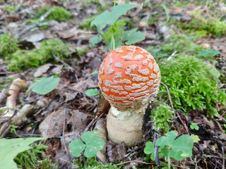 Beautiful red poisonous fly agaric (Amanita muscaria) mushroom in forest