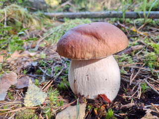 Mushroom Boletus edulis growing in the forest. Also known as penny bun, cep, porcino or porcini