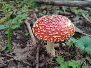 Beautiful red poisonous fly agaric (Amanita muscaria) mushroom in forest