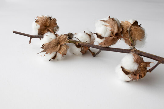 branch of cotton on a white background