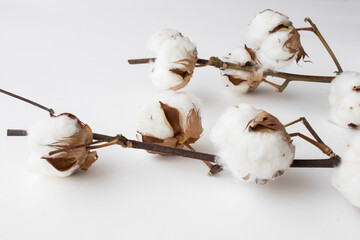 branch of cotton on a white background