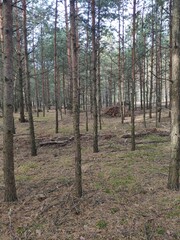 pine forest in autumn