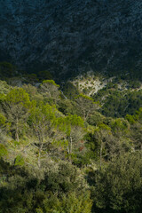 Pine forest, Sierra de las Nieves National Park, Málaga, Andalusia, Spain, Europe