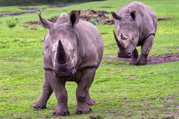 Fototapeta premium White rhinoceros looking to the camera