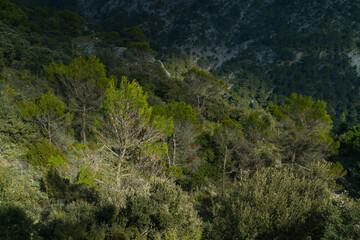 Pine forest, Sierra de las Nieves National Park, Málaga, Andalusia, Spain, Europe