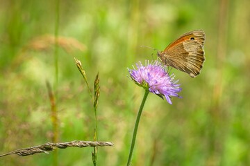 A large orange and yellow butterfly, the meadow brown, sucking nectar on a violet field scabious flower. Blurry green grass in the background. Sunny summer day in nature.