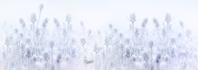 Hoarfrost on thistle - burdock, ice crystal on dry velcro, morning fog and frost in the meadow