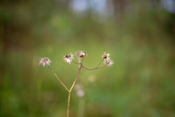 Dandelion photographed close-up on a blurred green background.